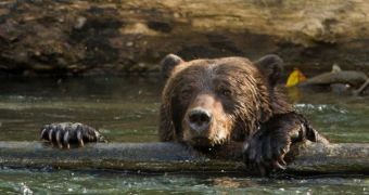 Tired bear grabs hold of a log to stay afloat while fishing in Canada