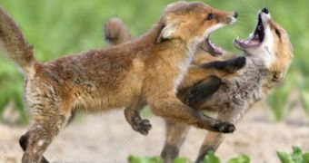 Fox cubs get into a fight with one another, the incident is caught on camera