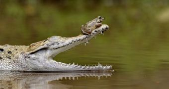 Frog decides to spend some time chilling on a crocodile's snout