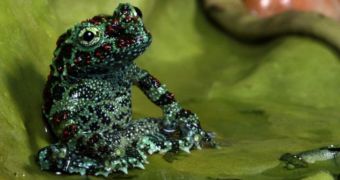 Frog caught on camera while sitting on its bottom
