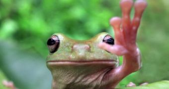 Picture shows tree frog waving at the camera