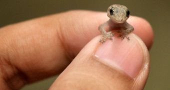 Man in the Philippines catches gecko half the size of his thumbnail, keeps it as a pet