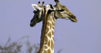 Photographer snaps picture of two-headed giraffe