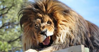 Picture of goofy lion goes viral