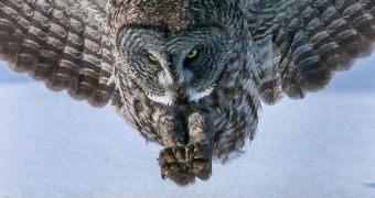 Picture shows great grey owl moving in for the kill (click to see full image)