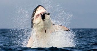 Picture shows great white shark jumping out of the water while trying to catch and feed on a decoy seal
