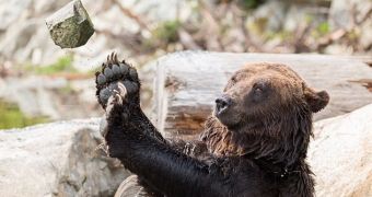 Grizzly bear caught on camera while playing with a rock