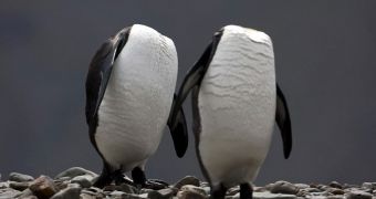 Picture of the Day: Headless Penguins Strike a Pose