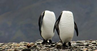 Headless penguins caught on camera in the South Atlantic