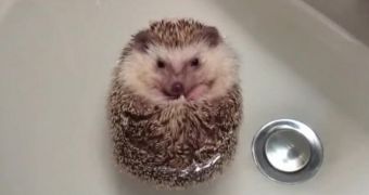 Cute hedgehog takes a bath