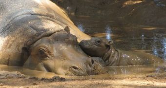 Hippo calf and mom have nothing to worry about, enjoy a nice mud bath