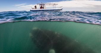 Whale swims under a tourist boat