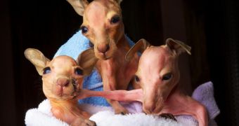 Baby kangaroo does not want anybody intruding on its personal space