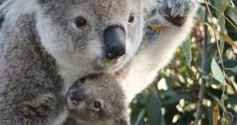 Baby koala is anything but willing to let go of his mother (click to see full)