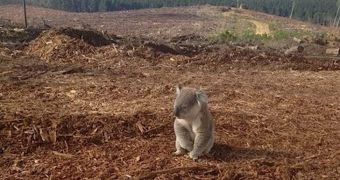 Koala can't understand what has happened to the trees it used to live in (click to see full image)