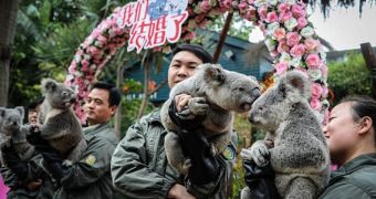 Three pairs of koalas get married in China