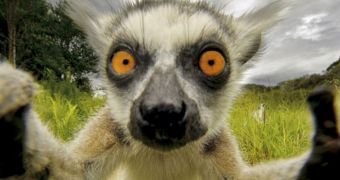 Lemur grabs hold of a camera, looks down its lens (click to see full image)
