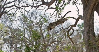 Picture of the Day: Leopard Caught on Camera in Midair