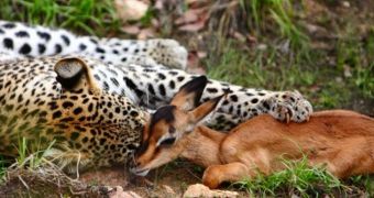 Picture shows leopard cuddling with an impala