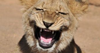 Baby lion bursts out laughing (click to see full image)