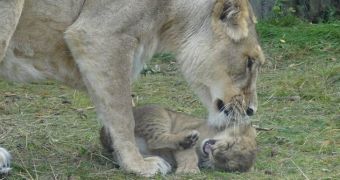 Picture shows lion mum playing with one of her cubs