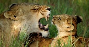 Lion cub is not at all impressed by its mother's growl