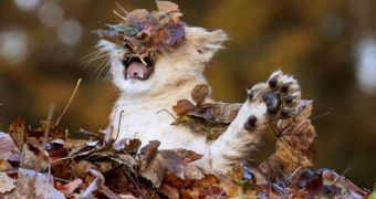 Lion cub born at wildlife park in Scotland plays in a pile of autumn leaves