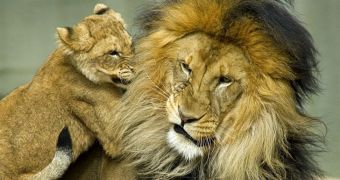 Baby lion wants to play with his father, the latter declines the invitation