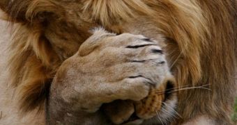 African lion is tired of having the paparazzi document its every move (click to see full image)