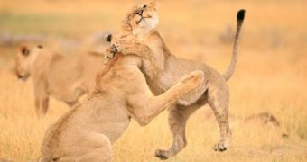 Lioness in Botswana hugs one of its buddies