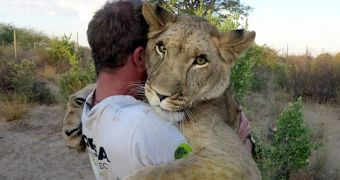 Picture shows lioness hugging one of the men who rescued her when she was merely a cub