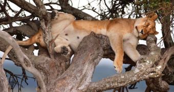 45-year-old designer snaps photo of lioness sleeping in a tree in Kenya