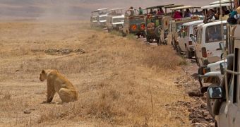 Lioness turns her back on the dozens of tourists trying to photograph it