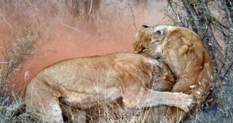 Lionesses in Africa are caught on camera as they battle for the safety of their cubs