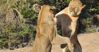Lionesses in South Africa play with each other, look as if they are doing the tango