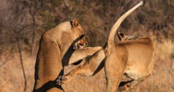 Lions in South Africa pretend to fight, go flying through the air