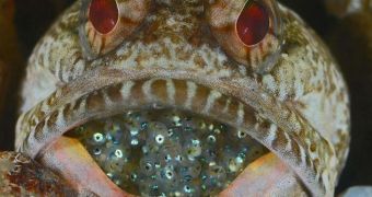 Picture by Judy Townsend shows male fish keeping its eggs inside its mouth (click to see full image)
