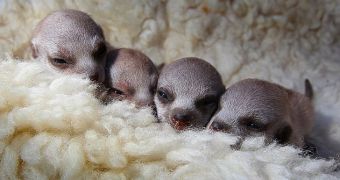 Meerkat pups line up for a group picture