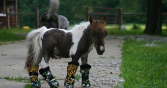 Mini horse must wear a cast on each of its legs