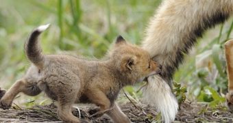Baby fox bites his dad's tail, dad is not happy