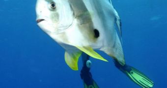Mutant fish is caught on camera in the Red Sea