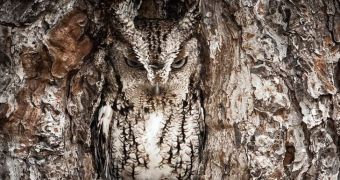 Picture shows owl perfectly blending in with its surroundings (click to see full image)