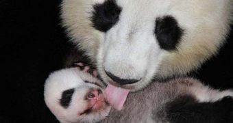 Panda mom loves and adores her cub, gives him a big kiss