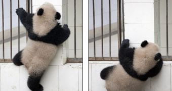 Panda bear tries to make a smooth getaway. fails miserably