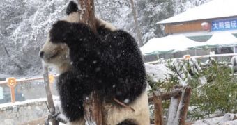 Panda bear likes playing in the snow