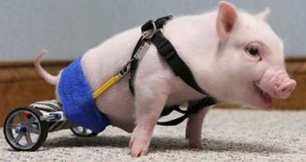 Cute piggy needs help from a wheelchair in order to get about
