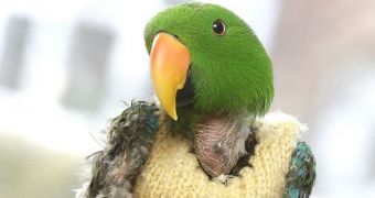 Abused parrot must wear a woolly jumper to keep warm (click to see full image)