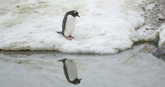 Penguin in the Antarctic falls in love with itself