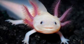 Salamander looks as if it's always smiling