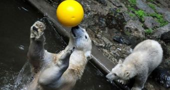 Polar bear pictured while balancing a ball on the tip of its nose